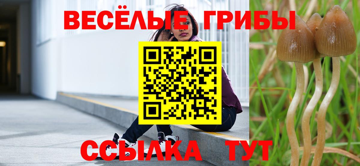 Псилоцибиновые грибы Cubensis Железногорск
